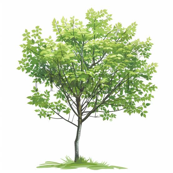 Der Erlenbaum — Geschichte und Symbolik hinter ALDERLY
